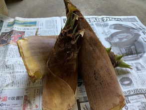 ふたつの筍ご飯